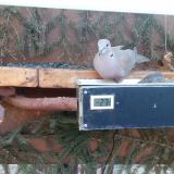 photo 2021-03-08 07-17-15