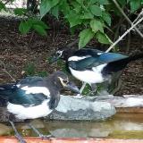 photo 2021-08-23 15-06-50 szarkak