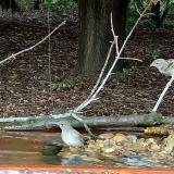 photo 2021-09-07 14-54-37 kc bsz v