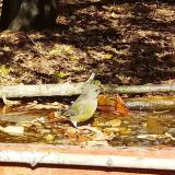 photo 2021-10-19 12-32-14 zoldike