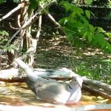 photo 2021-05-08 11-08-28 galamb