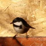 photo 2022-01-24 09-21-29 fenyvescinege