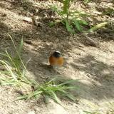 photo 2021-04-26 11-57-33 kerti rozsdafarku