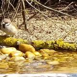 photo 2021-03-11 10-34-39 vereb fel