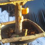 photo 2019-01-29 15-42-36