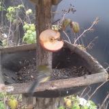 kek cinege2019-12-05 13-16-20