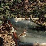 photo 2022-01-14 11-51-58 verebek