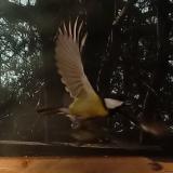 photo 2022-01-24 08-49-18 szencinege