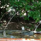 photo 2021-08-04 13-43-43 verebek