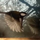 photo 2022-01-24 09-14-15 szencinege