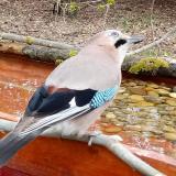 photo 2021-03-31 09-47-28 szajkojpg