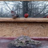 photo 2022-01-16 07-53-23