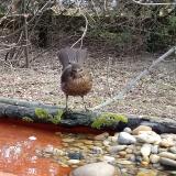 photo 2021-03-17 07-36-44 rigo