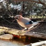 photo 2022-03-03 08-14-33 szajko