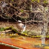 photo 2021-04-03 10-29-03 szajko