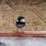 photo 2022-01-20 10-01-22 fenyvescinege