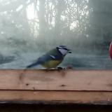 photo 2022-01-15 07-24-14 kekcinege