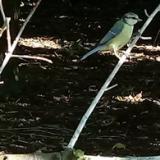 photo 2021-09-08 09-41-27 kekcinege