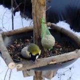 photo 2019-01-11 13-13-13