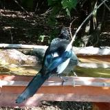 photo 2021-09-06 10-01-13 szarka