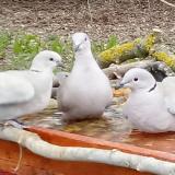 photo 2021-03-22 12-01-34 3g