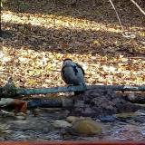 photo 2021-10-25 08-53-48 harkaly