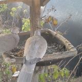 photo 2019-12-11 07-27-35