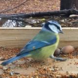 photo 2021-11-10 10-06-34 kekcinege