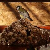 photo 2022-01-24 09-34-50 szencinege