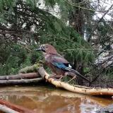 photo 2022-03-31 08-27-43 szajko