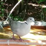 photo 2021-08-09 11-03-29 galamb