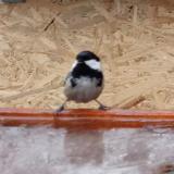 photo 2022-01-20 09-22-55 fenyvescinege