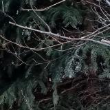 photo 2021-12-22 09-28-01 szajko