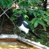 photo 2021-08-09 13-27-18 szarka