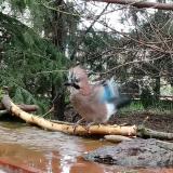 photo 2022-03-31 08-41-43 szajko