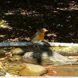 photo 2021-10-03 13-52-01 vorosbegy