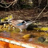 photo 2021-04-08 16-29-56 szajko