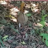 photo 2021-07-01 13-14-38 bubos