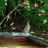 photo 2021-07-23 09-56-53 harkaly