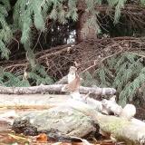 photo 2023-10-20 14-30-53 okorszem