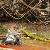 photo 2021-03-30 13-26-23 szajko