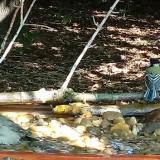 photo 2021-09-06 11-10-47 cinke poszata