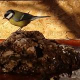 photo 2022-01-24 09-51-41 szencinege