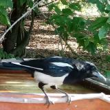 photo 2021-07-13 07-36-55 szarka