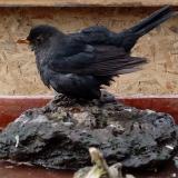 photo 2022-01-31 12-13-43 rigo