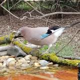 photo 2021-03-17 14-38-21 szajko