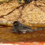 photo 2021-10-27 11-01-29 fekete rigo