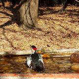 photo 2021-10-27 11-50-15 balkani fakopancs