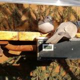 photo 2021-03-06 15-06-54