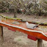 photo 2021-03-31 11-31-17